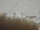 Dichostereum rhodosporum image