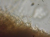 Dichostereum rhodosporum image