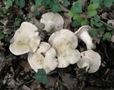 Calocybe gambosa image