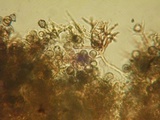 Dichostereum rhodosporum image