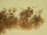 Dichostereum rhodosporum image