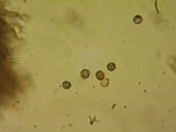 Dichostereum rhodosporum image