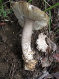 Amanita protecta image