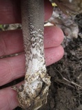 Amanita protecta image