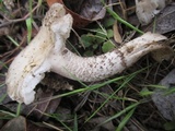 Amanita protecta image