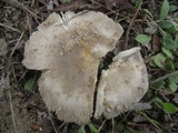 Amanita protecta image