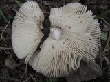 Amanita protecta image