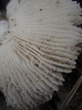 Amanita protecta image