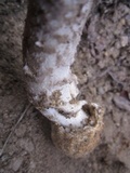 Amanita protecta image