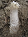 Amanita protecta image