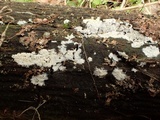 Trechispora farinacea image