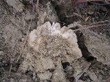 Amanita protecta image