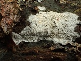 Trechispora farinacea image