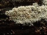 Trechispora farinacea image