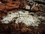 Trechispora farinacea image