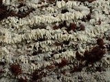 Trechispora farinacea image