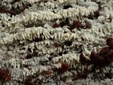 Trechispora farinacea image