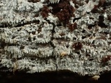 Trechispora farinacea image
