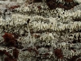 Trechispora farinacea image