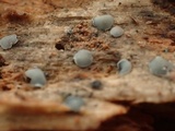 Mollisia cinerea image