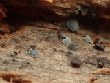 Mollisia cinerea image