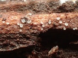 Hymenoscyphus imberbis image