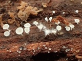 Hymenoscyphus imberbis image
