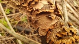 Hydnoporia tabacina image