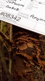 Hydnoporia tabacina image