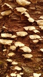 Trichaptum abietinum image