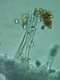 Xenasma rimicola image