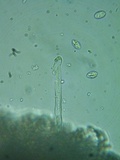 Xenasma rimicola image