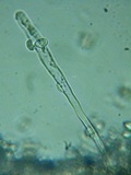 Xenasma rimicola image