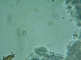 Xenasma rimicola image