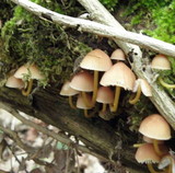 Mycena renati image