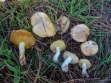 Suillus pseudobrevipes image