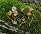Mycena renati image