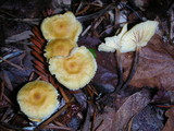 Xeromphalina fulvipes image