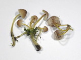 Mycena renati image