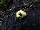 Entonaema liquescens image