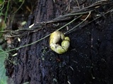 Entonaema liquescens image