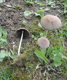 Parasola auricoma image