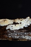 Lyomyces erastii image