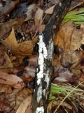 Lyomyces erastii image