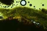 Lyomyces erastii image