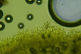 Lyomyces erastii image
