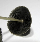 Parasola auricoma image