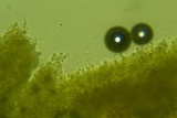 Lyomyces erastii image