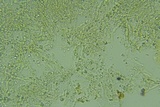 Lyomyces erastii image