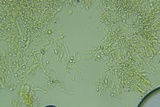 Lyomyces erastii image